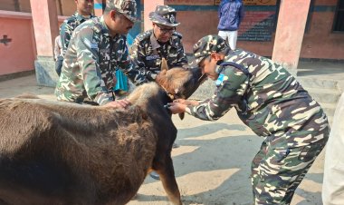 एसएसबी 44 वाहिनी ने भतीजुला में लगाया निःशुल्क पशु चिकित्सा शिविर